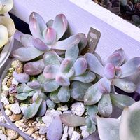 成長記録 トーレス錦,エケベリア トーレス錦,神奈川タニラー,多肉男子の画像