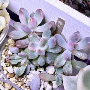 成長記録 トーレス錦,エケベリア トーレス錦,神奈川タニラー,多肉男子の画像