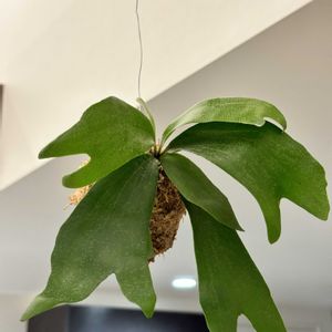 観葉植物,苔玉,初心者, ビカクシダ,みどりのある暮らしの画像