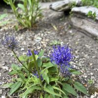 ヒメシャガ,タマシャジン,黒花タマシャジン,庭の宿根草,北海道の画像