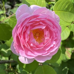 花のある暮らし,緑のある暮らし,イングリッシュガーデン,チーム長野,桃色百花繚乱の画像