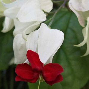 ベンケイカズラ,植物園,温室,可愛らしいお花,お出かけ先の画像