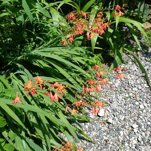 ヒメヒオウギズイセン,季節の花,お隣の庭,フェンスの画像