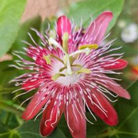 トケイソウ,ニゲラ,ニゲラ,トケイソウ レディマーガレット,FLOWER  FIELD Garden'sの画像
