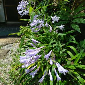 アガパンサス,季節の花,お隣の庭,フェンスの画像