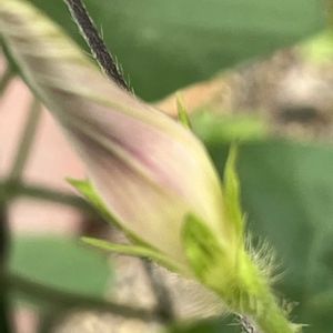 古典園芸植物,ピンぼけ,今日のお花の画像