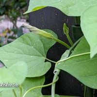 アサガオ,アジサイ,タマアジサイ,木の花,蕾応援団の画像