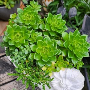 レティジア,レティジアゴールド,多肉植物,多肉寄せ植え,植物のある暮らしの画像