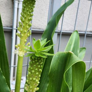 パイナップルリリー,花のある暮らし,スマホ撮影,癒やし,金曜日の蕾たちの画像