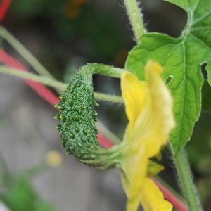 ゴーヤ,ガーデニング,ネコ好き,プランター野菜,夏野菜の画像