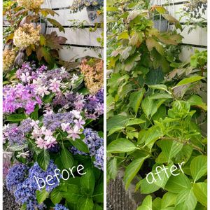 アナベル,紫陽花 アジサイ あじさい,暑さに負けるな,剪定,雨に負けないの画像