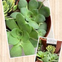 オルビキュラリス,多肉植物,クラッスラ属,多肉植物のある暮らし,草花大好きの画像