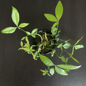 パキラ,実生 パキラ,観葉植物,水耕栽培,実生の画像