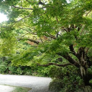 ハス,イロハモミジ,ハスの花,青もみじ。,蓮弁の画像