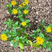 サンビタリア,サンビタリア,花のある暮らし,黄色の花の画像