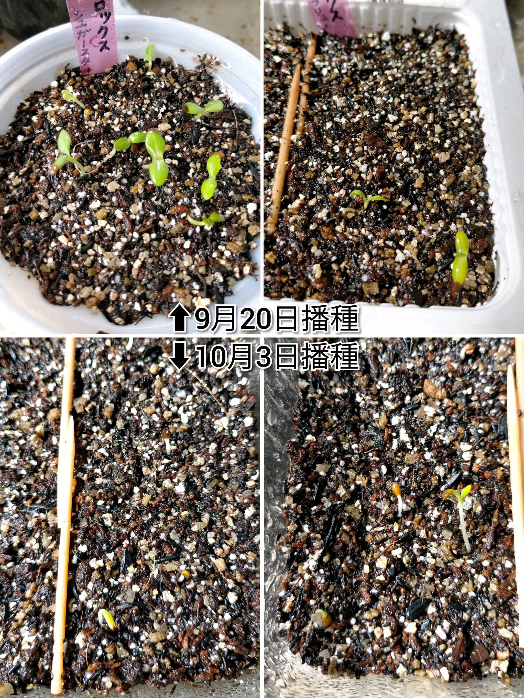 一年草フロックスの種まき 2023秋〜2024夏｜🍀GreenSnap（グリーン