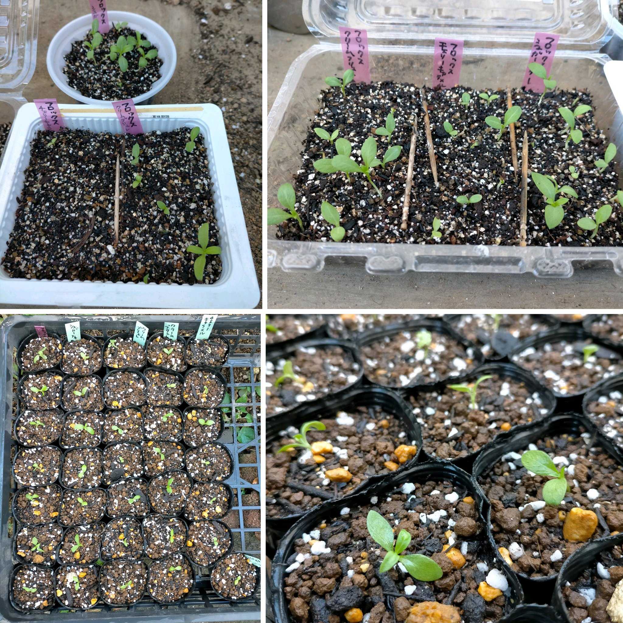 一年草フロックスの種まき 2023秋〜2024夏｜🍀GreenSnap（グリーン