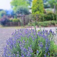 ヒソップ,ハーブ,マイガーデン,青い花,花のある暮らしの画像