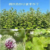 ゴボウ,野菜の花,なにこれ？,早朝散歩,朝散歩の画像