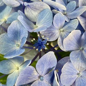 紫陽花 アジサイ あじさい,切り花を楽しむの画像