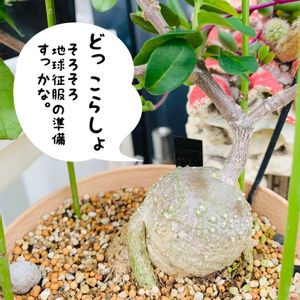 神刀,火星人,フォッケア エデュリス（火星人）,多肉植物,花芽の画像