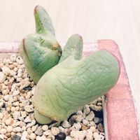 多肉植物,コノフィツム属,その他部屋の画像