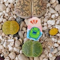 リトープス アルビニカ,大津絵,アクアマリン,オリーブ玉,紫勲玉の画像