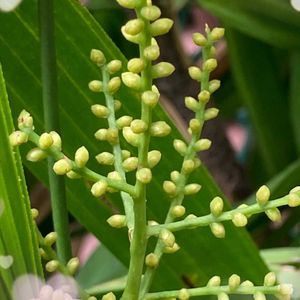 観音竹(かんのんちく),花芽,可愛い,今日の一枚,ヤシ科の画像