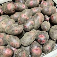 デストロイヤー(じゃがいも),デストロイヤー(じゃがいも),タワラヨーデル,収穫の喜び,家庭菜園の画像