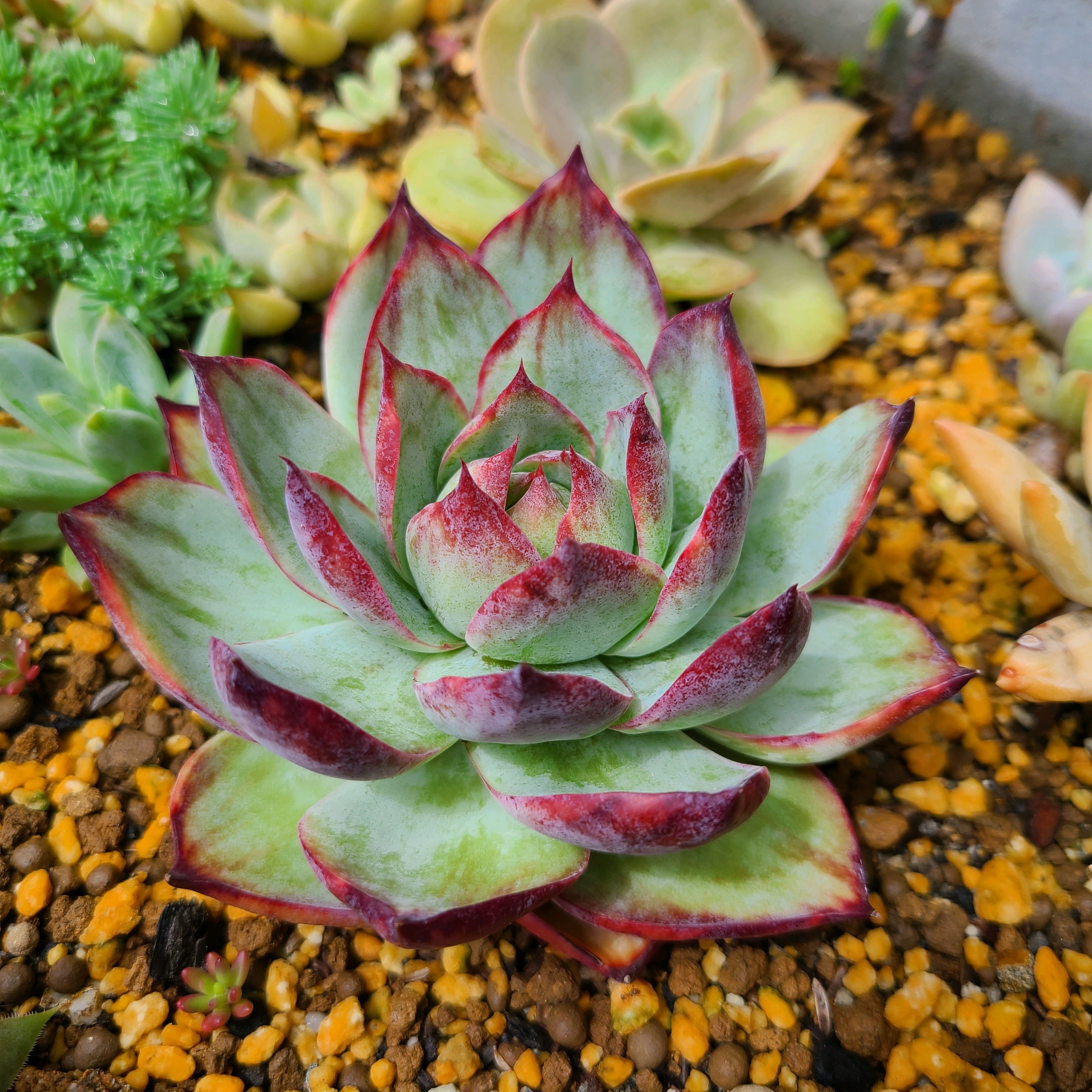 カジノレッド錦の成長記録💕︎🎰｜🍀GreenSnap（グリーンスナップ）