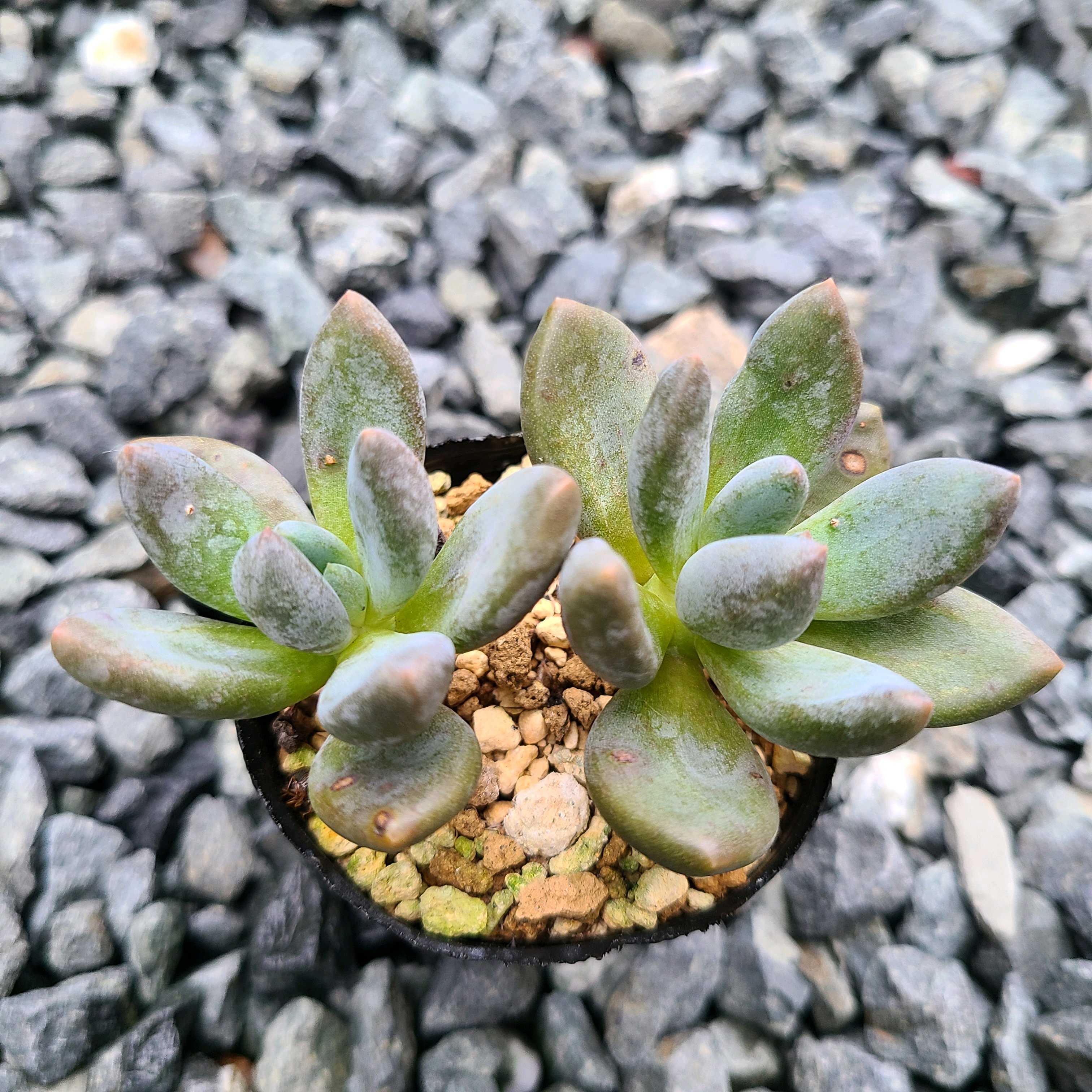 紫麗殿 の成長記録🤎💜｜🍀GreenSnap（グリーンスナップ）