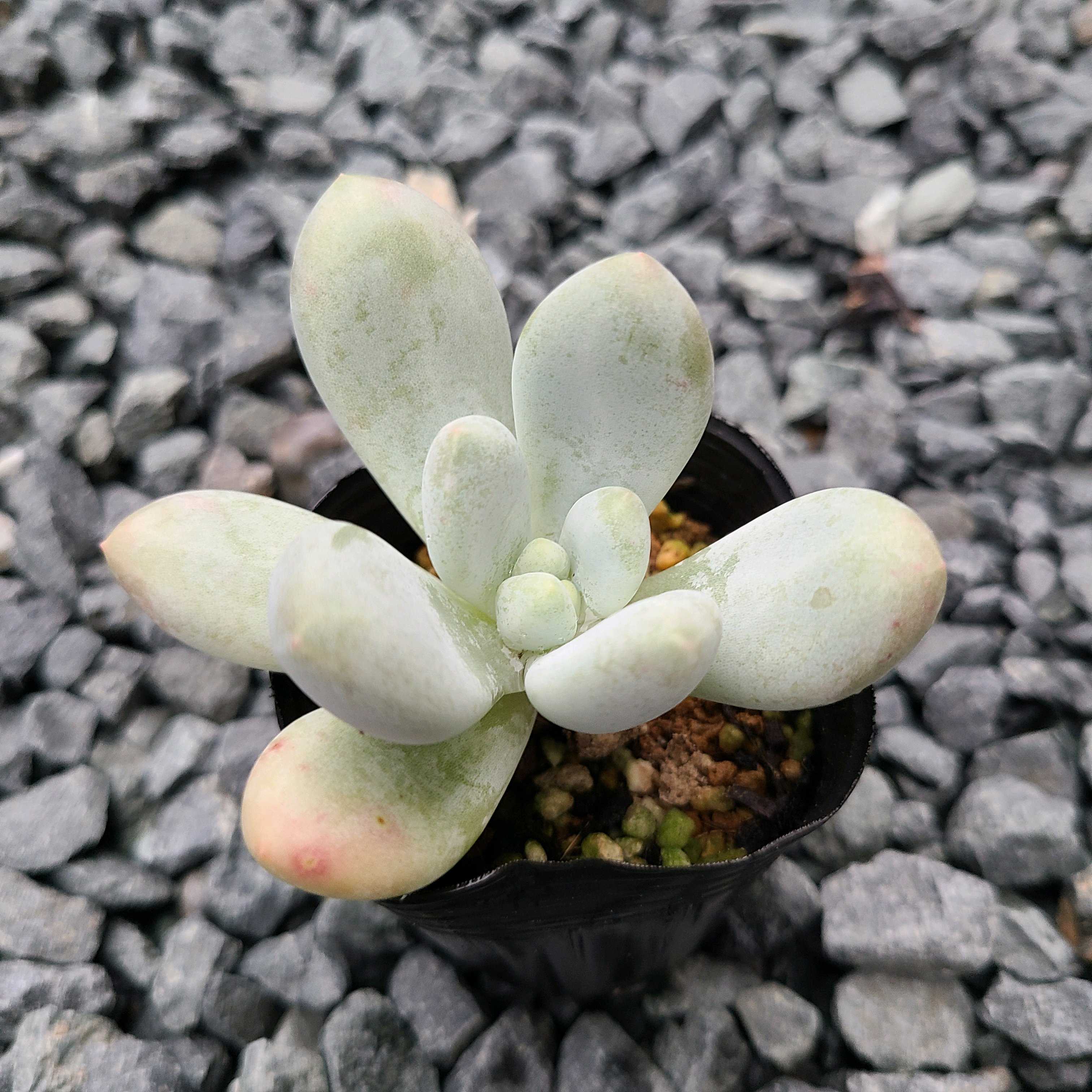 フレーヌの成長記録🤍💗｜🍀GreenSnap（グリーンスナップ）