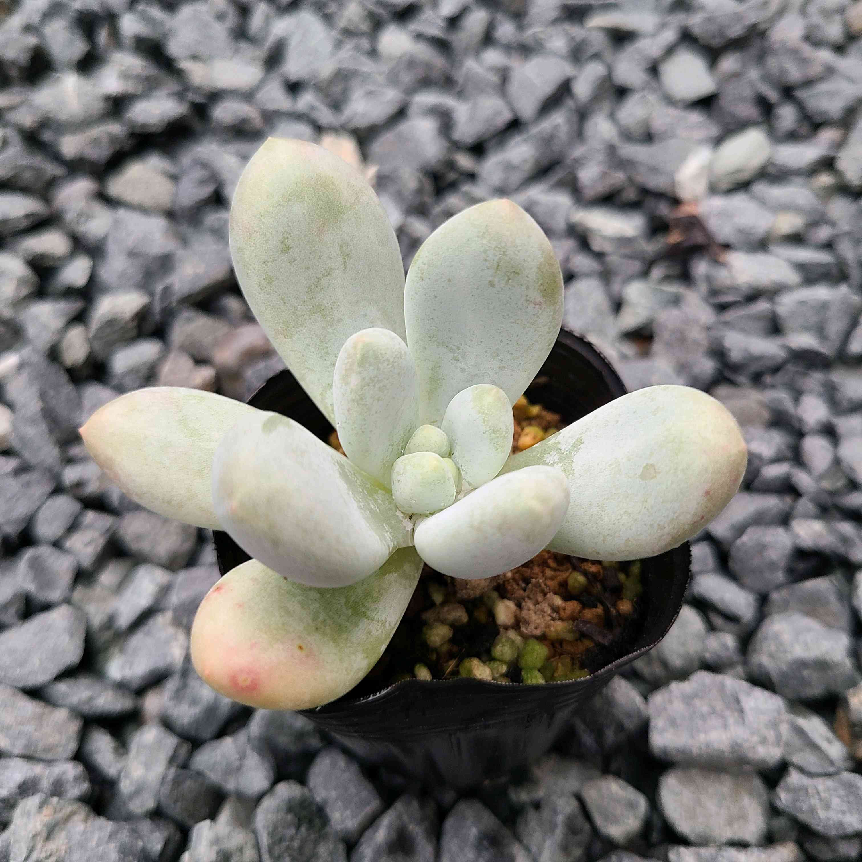 フレーヌの成長記録🤍💗｜🍀GreenSnap（グリーンスナップ）