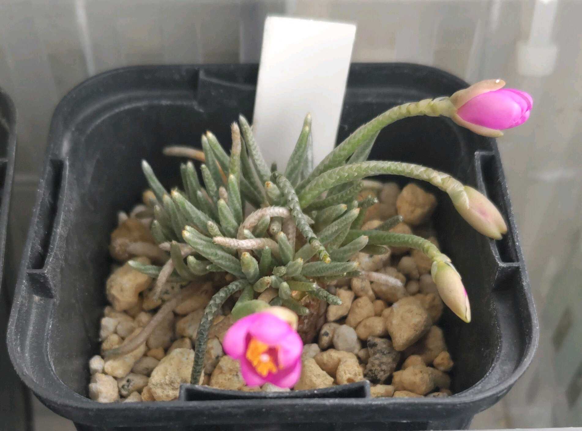 アボニア・クイナリア(大)　赤花　写真右の株です　冬型　コーデックス　塊根植物 多肉植物 caアボニア クイナリア (赤花アルストニー) 多肉