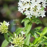ペンタス,白い花,花のある暮らし,小花好き,庭に咲く花の画像