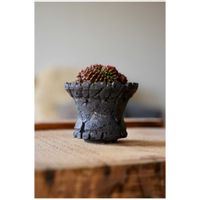 サボテン,ギムノカリキウム,ぼくモル鉢,ぼくモル ポタリー,ギムノカリキウム刺無牡丹玉綴化の画像