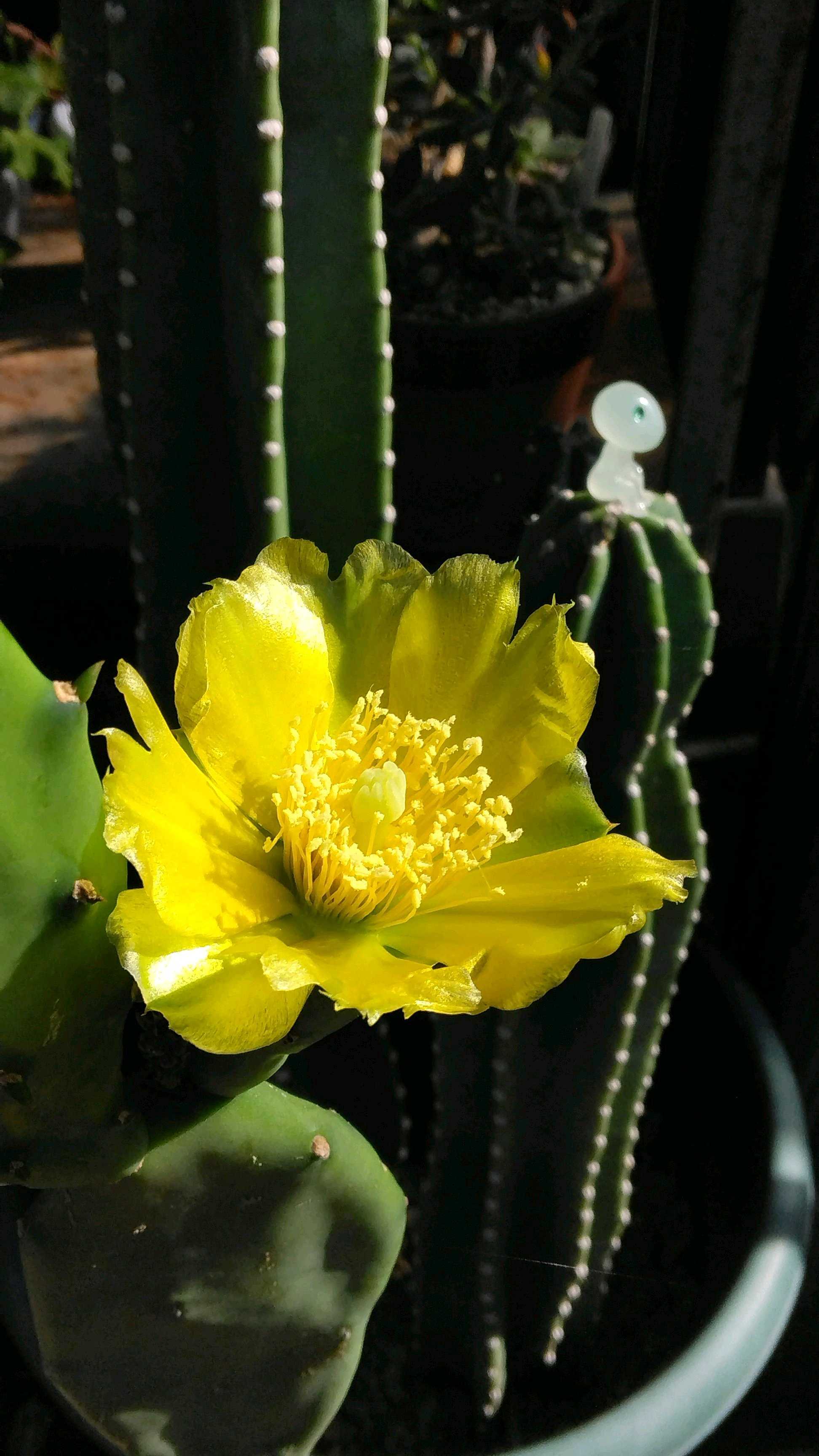 大型宝剣の一覧｜🍀GreenSnap（グリーンスナップ）