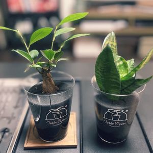 サンスベリア,サンスベリア,ガジュマル,ガジュマル,Table Plants ガジュマル (テーブルプランツ) の画像