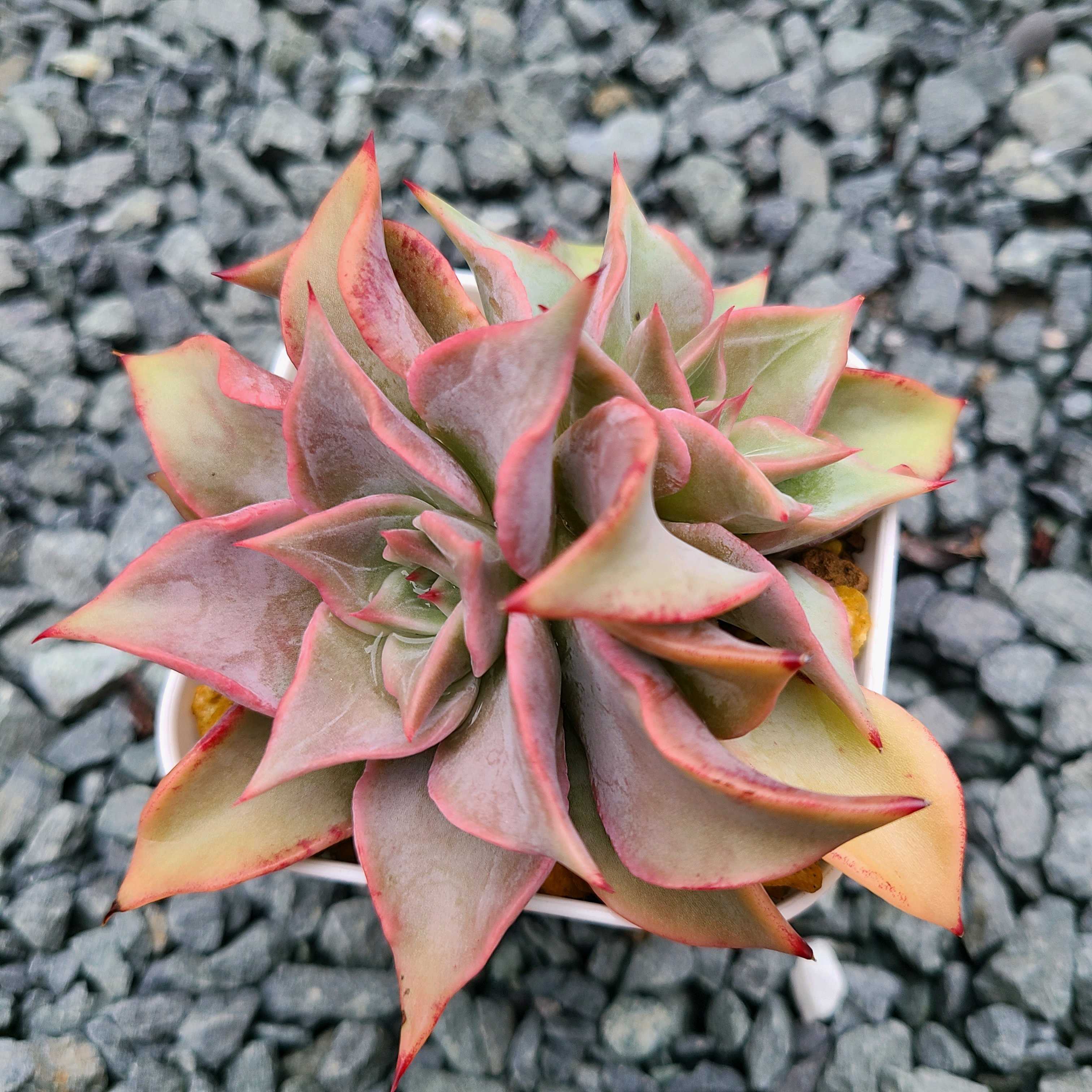 マディバの成長記録💗😈｜🍀GreenSnap（グリーンスナップ）