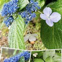 ガクアジサイ,ブルーの花,アジサイ科,花咲く乙女たち♡,愛の花♡の画像