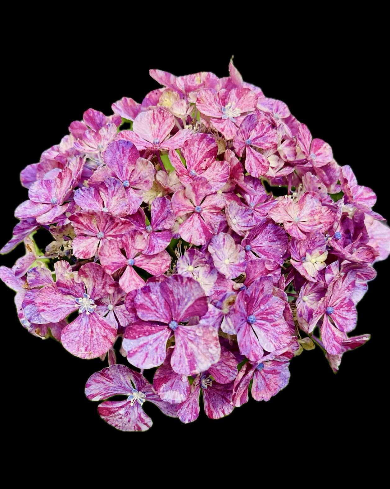 塩原花園の一覧|🍀GreenSnap(グリーンスナップ) 塩原花園の一覧|🍀GreenSnap(グリーンスナップ)