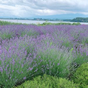 ハーブ,ガーデニング,花のある暮らし,ハーブのある暮らし,小さな幸せ♡の画像