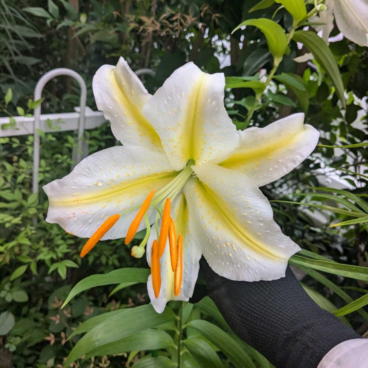 奈良県産ムカデラン素心純白花