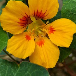 エディブルフラワー,ナスタチウム(金蓮花),食べられるお花,おうちde菜園,みずたまころころの画像