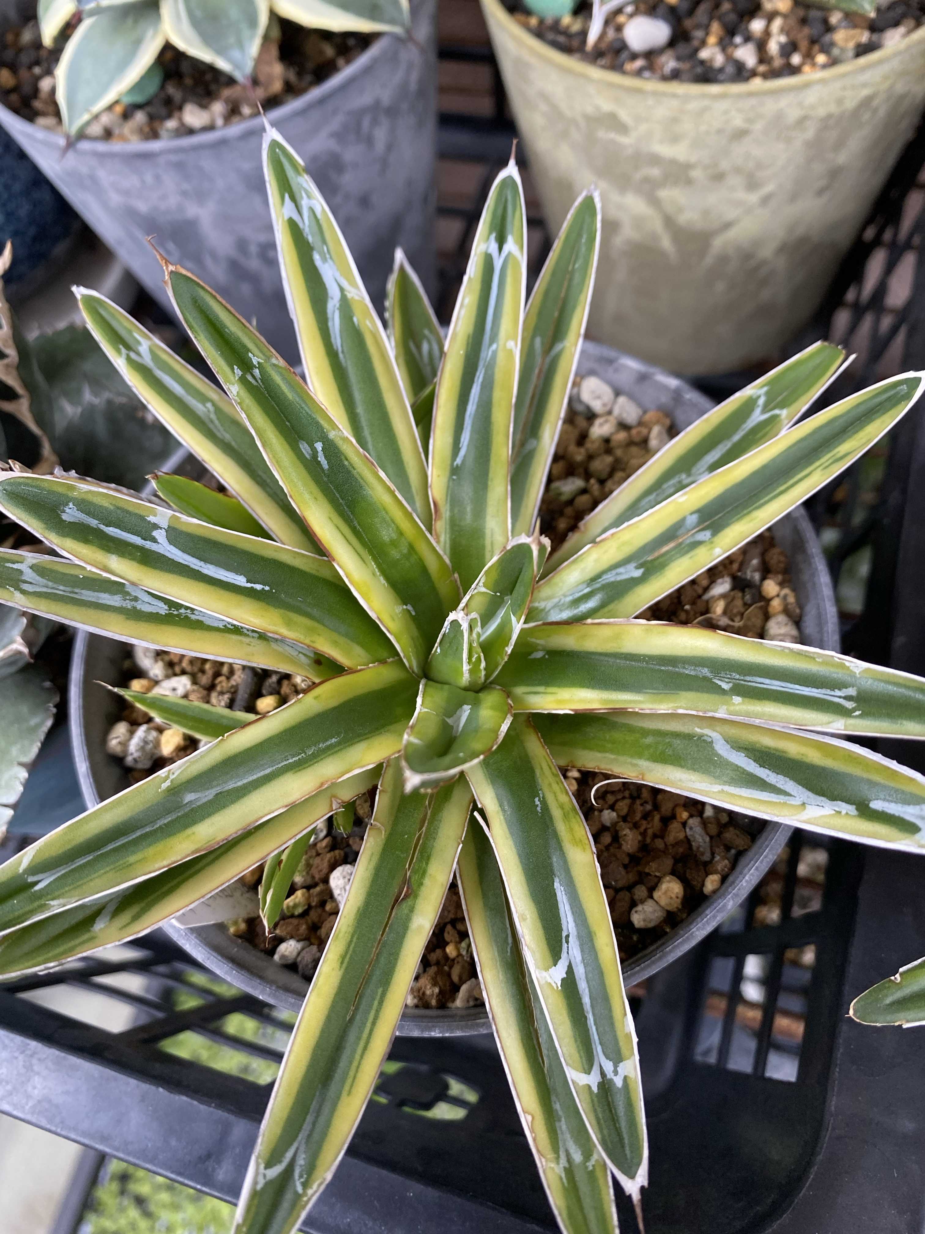 アガベ 笹の雪 金色堂 虎斑 2株セット アガベ 笹の雪 金色堂 虎斑 2株セット