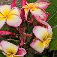 鉢植え,大好きな花,花のある生活,可愛い花,自宅の庭の画像