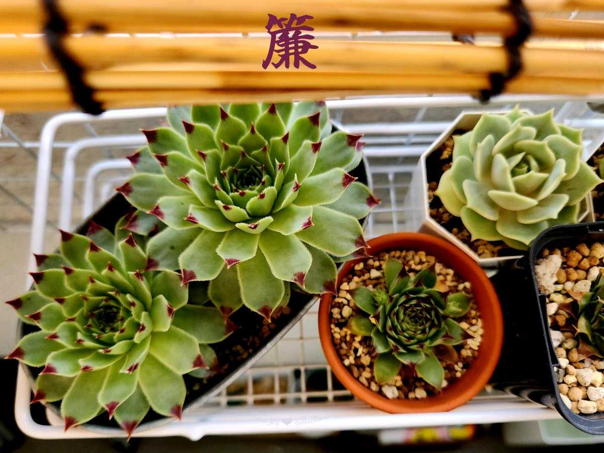 ミセスジョセフィーの一覧｜🍀GreenSnap（グリーンスナップ）