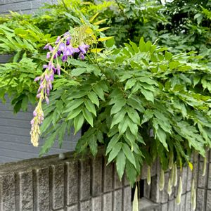 フジ,藤の花,ふじ,シンボルツリー,返り咲きの画像