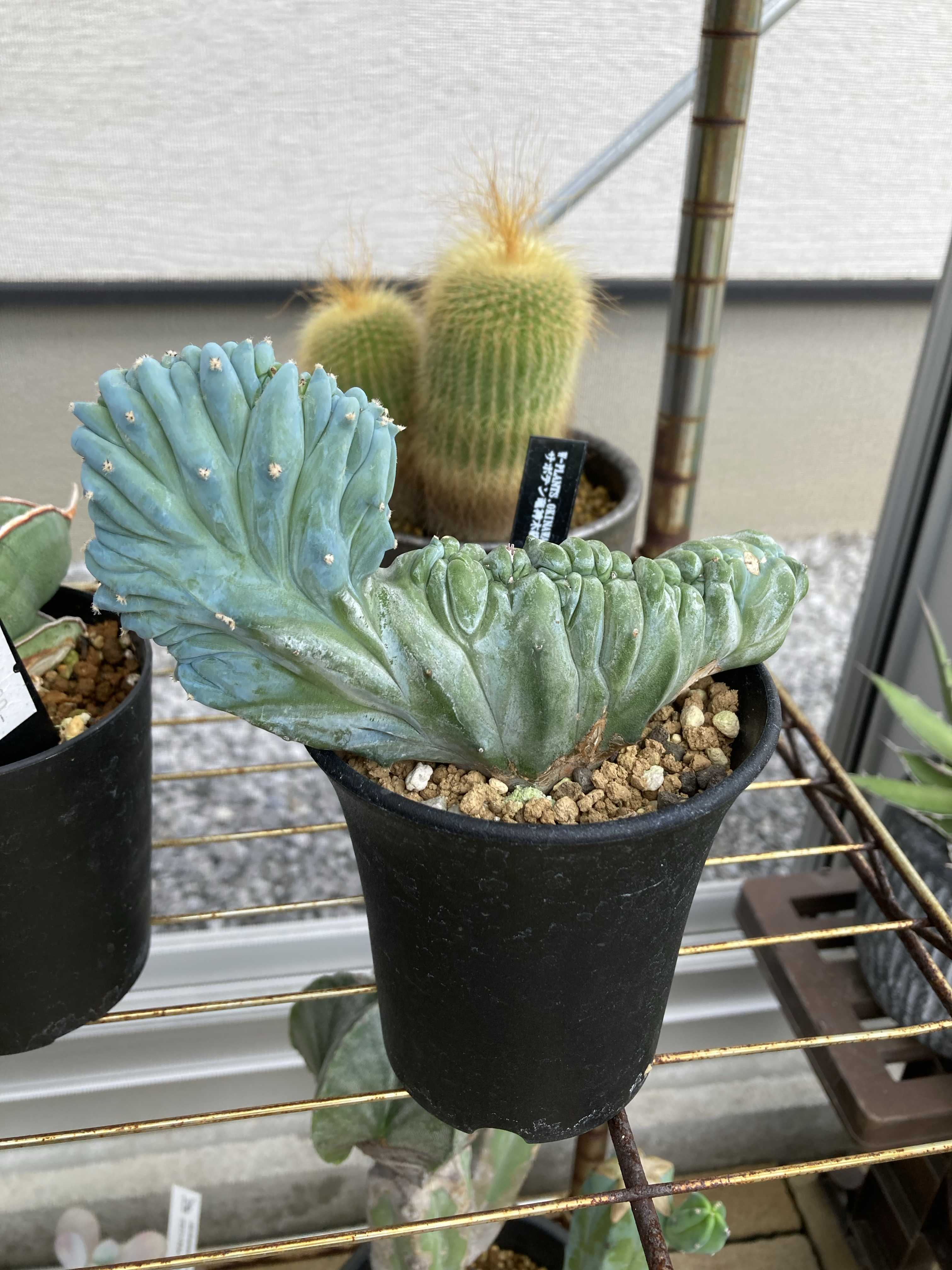 竜神木綴化の記録｜🍀GreenSnap（グリーンスナップ）