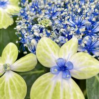 アジサイ,紫陽花,大島緑花,感謝,紫陽花 アジサイ あじさいの画像